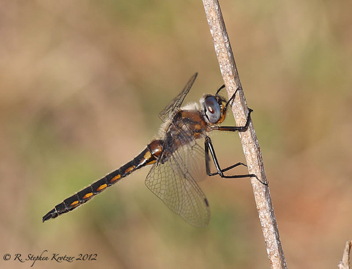 Epitheca spinosa, male